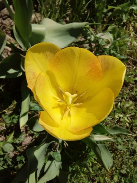  - AAAAA_LALELE 2016_2017_2018_2019