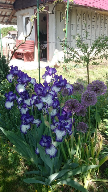  - Gradina primavara 2018