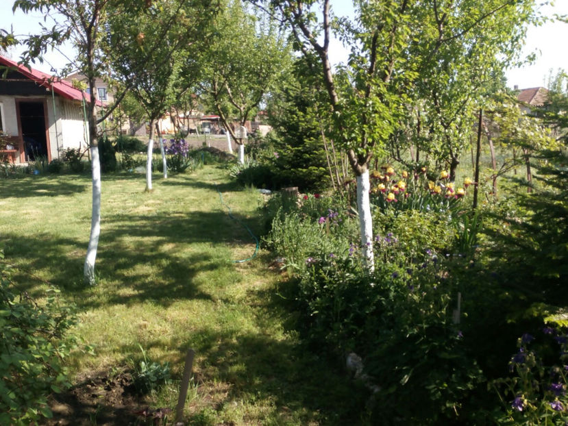  - Gradina primavara 2018