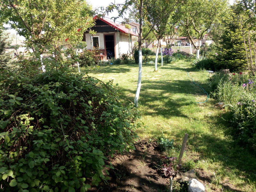  - Gradina primavara 2018