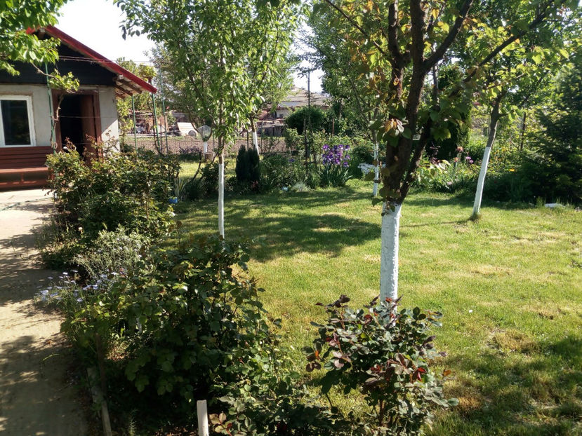  - Gradina primavara 2018