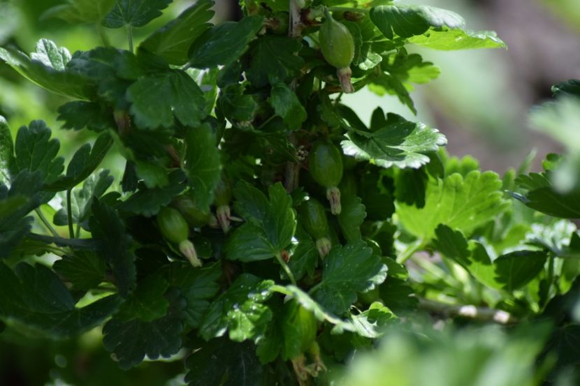 Rod bogat - COLȚUL meu de GRĂDINĂ