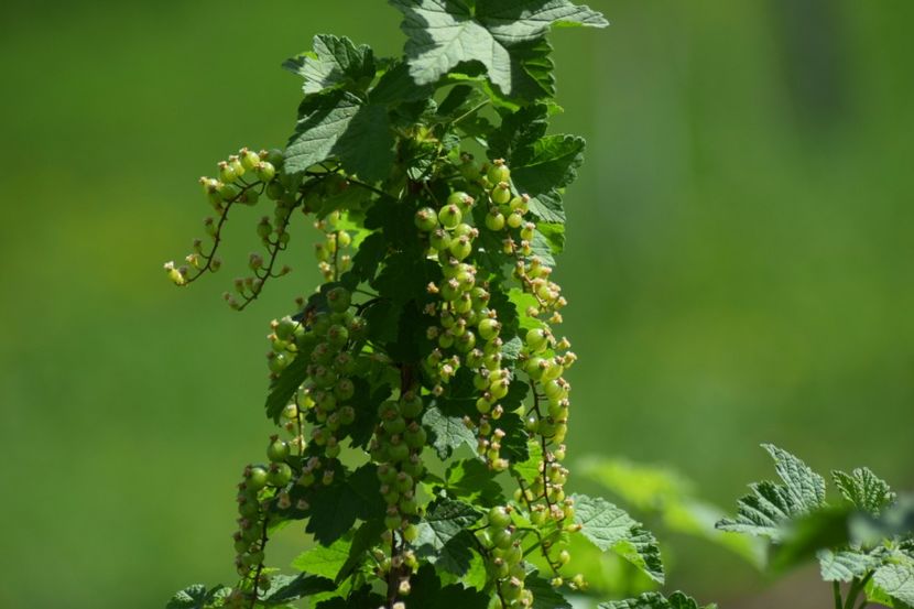  - COLȚUL meu de GRĂDINĂ