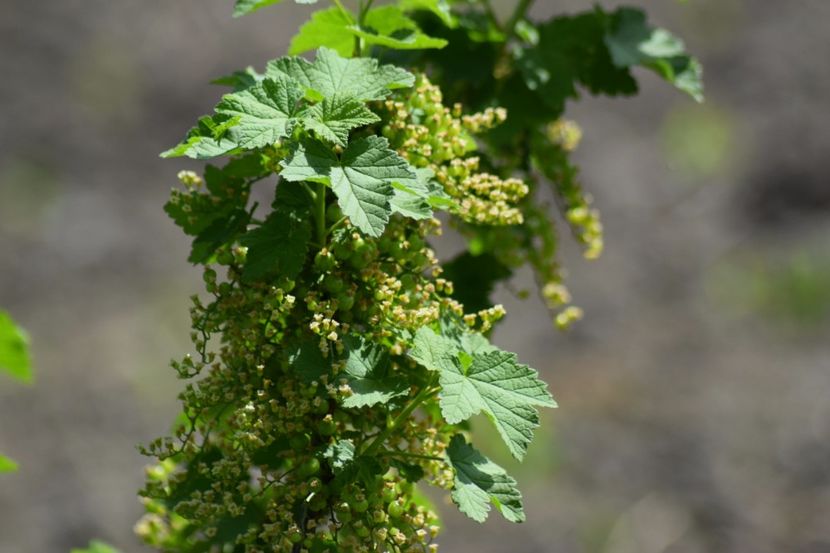  - COLȚUL meu de GRĂDINĂ