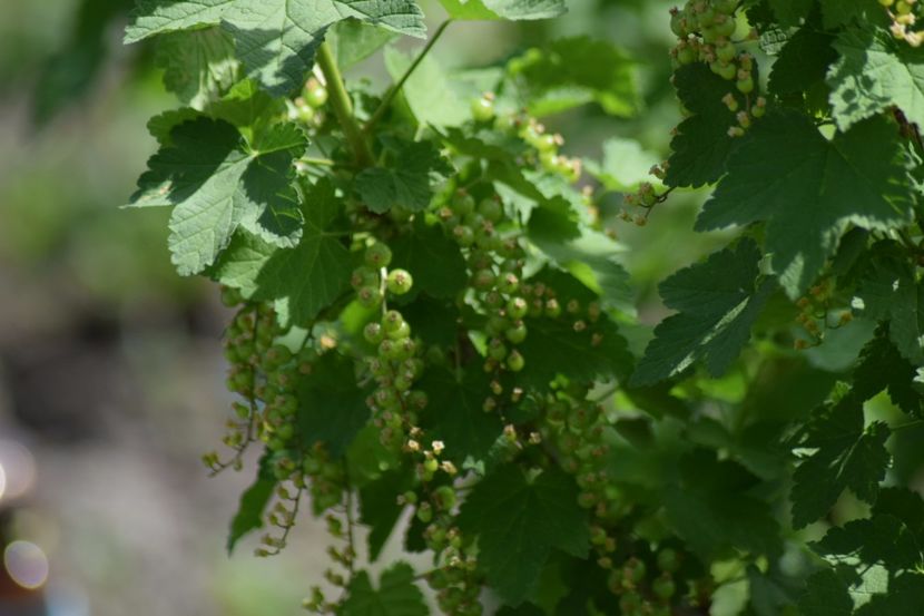  - COLȚUL meu de GRĂDINĂ