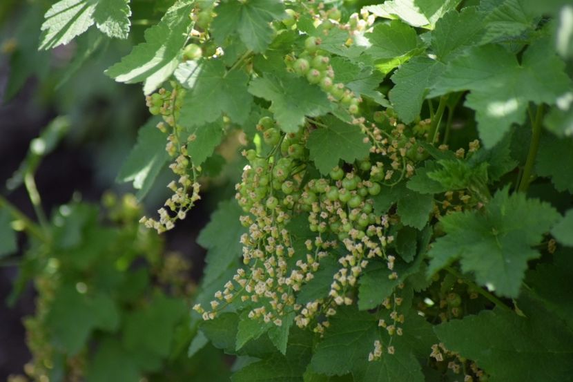  - COLȚUL meu de GRĂDINĂ