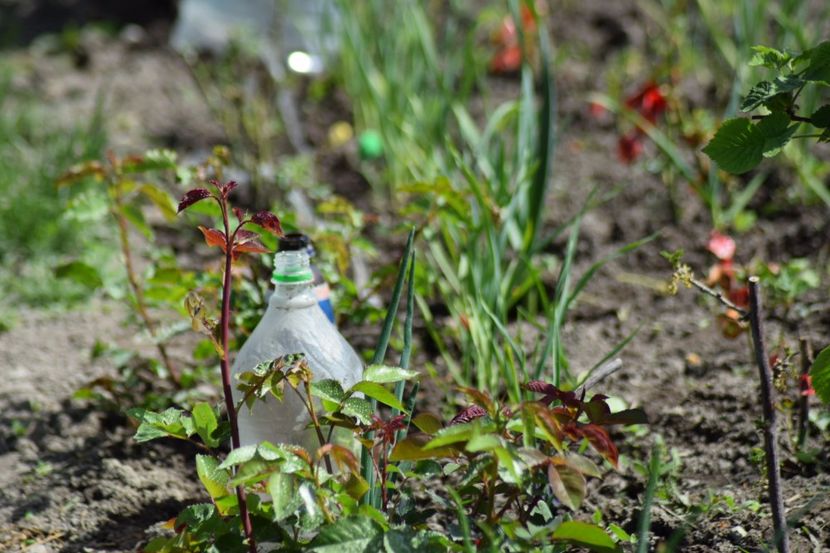  - COLȚUL meu de GRĂDINĂ