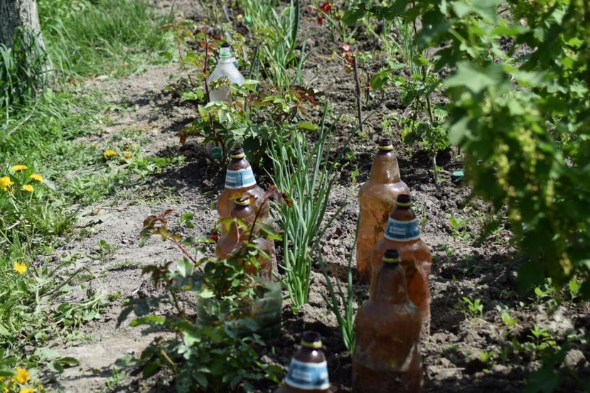  - COLȚUL meu de GRĂDINĂ