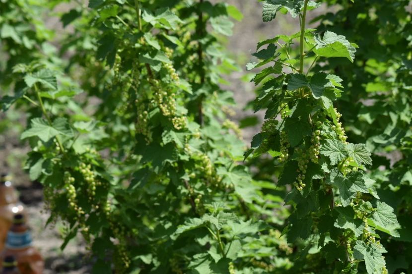  - COLȚUL meu de GRĂDINĂ