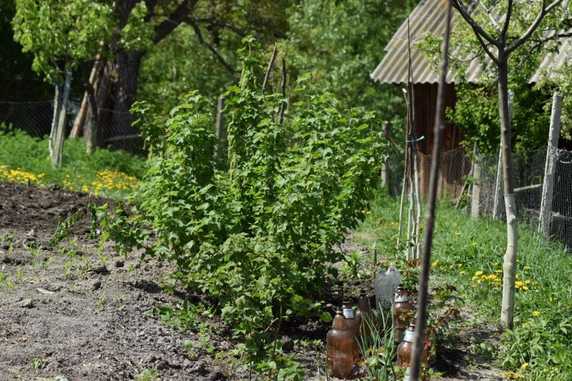  - COLȚUL meu de GRĂDINĂ