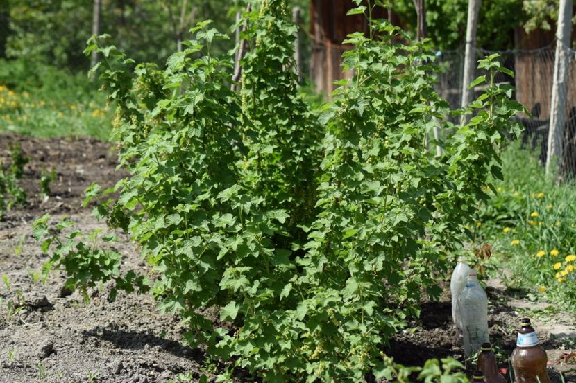  - COLȚUL meu de GRĂDINĂ