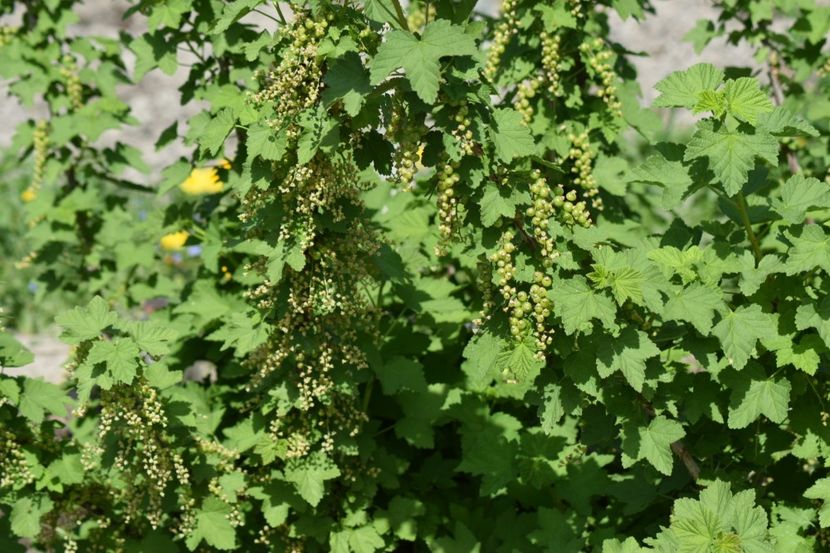  - COLȚUL meu de GRĂDINĂ