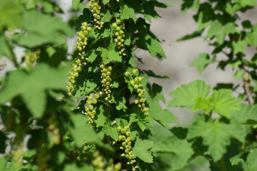  - COLȚUL meu de GRĂDINĂ