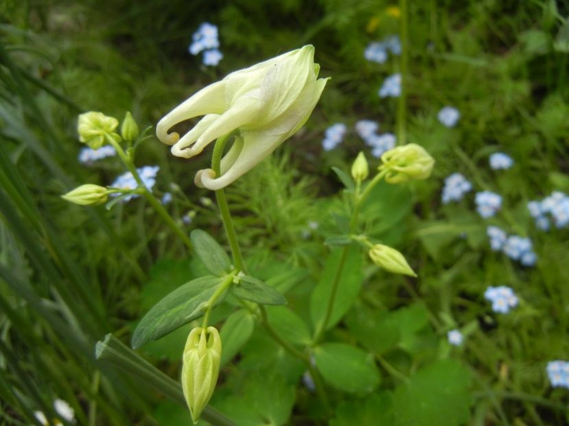 Aquilegia White (2018, April 24) - Aquilegia White