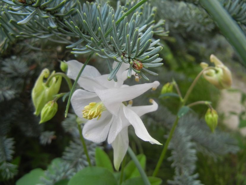 Aquilegia White (2018, April 24) - Aquilegia White