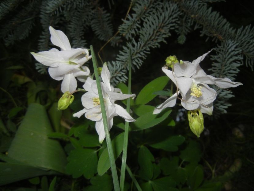 Aquilegia White (2018, April 27) - Aquilegia White