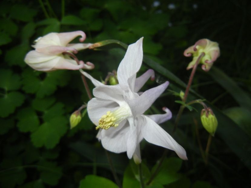 Aquilegia White (2018, April 27) - Aquilegia White