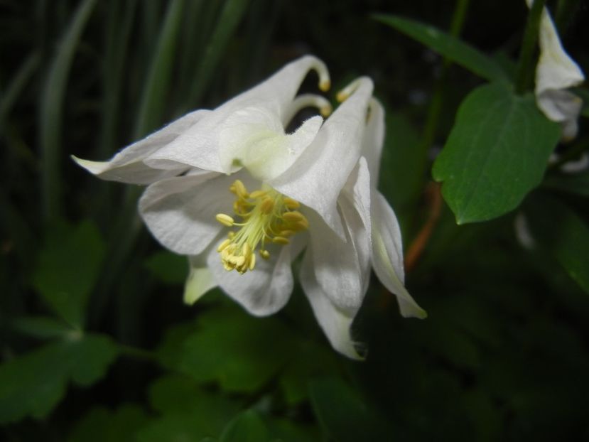 Aquilegia White (2018, April 28) - Aquilegia White