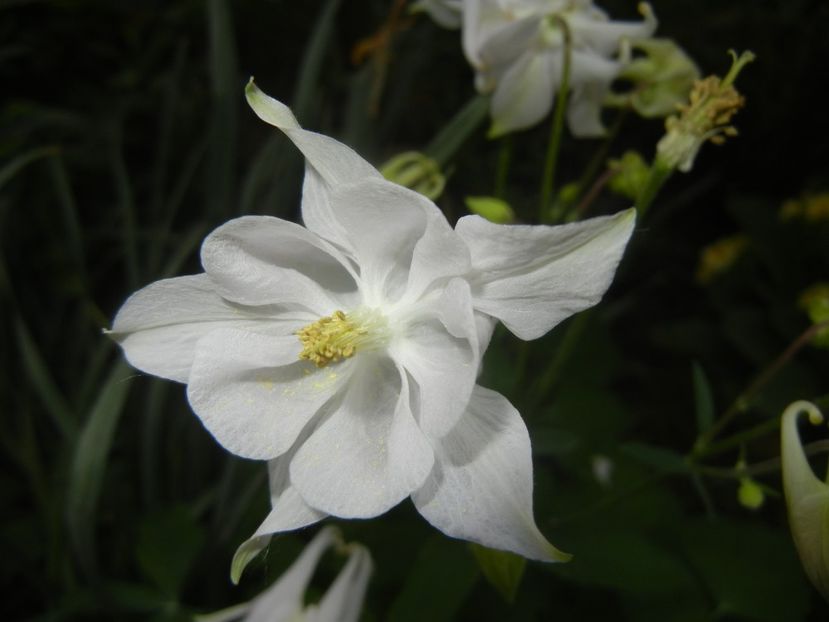 Aquilegia White (2018, April 28) - Aquilegia White
