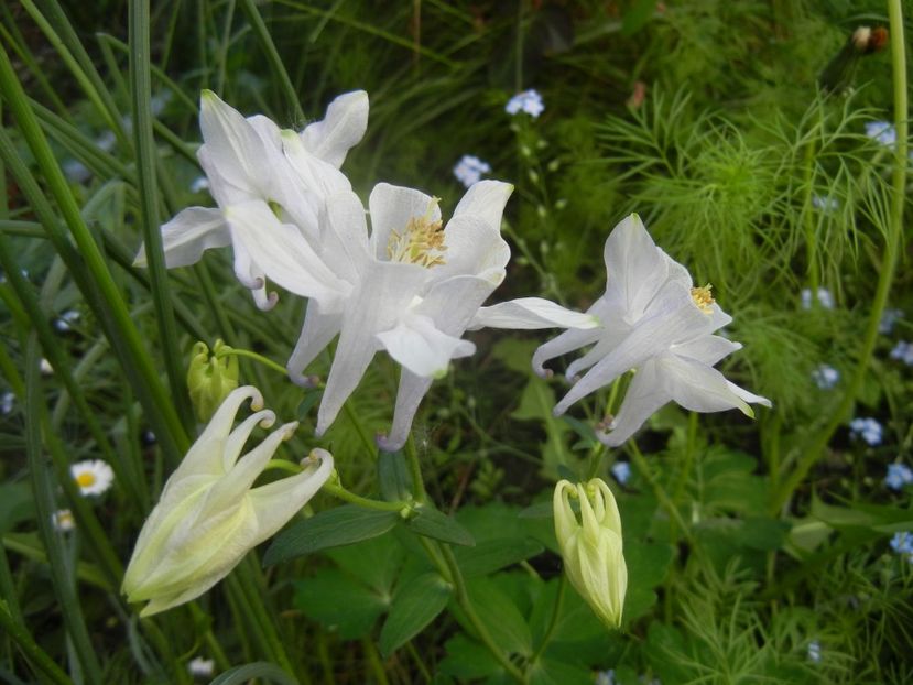 Aquilegia White (2018, April 29) - Aquilegia White