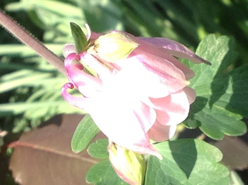  - Caldaruse Columbine