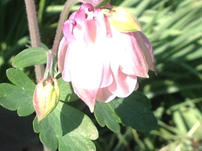  - Caldaruse Columbine