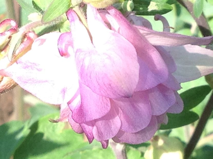  - Caldaruse Columbine