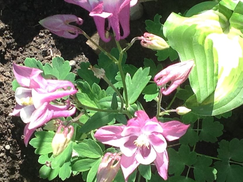  - Caldaruse Columbine