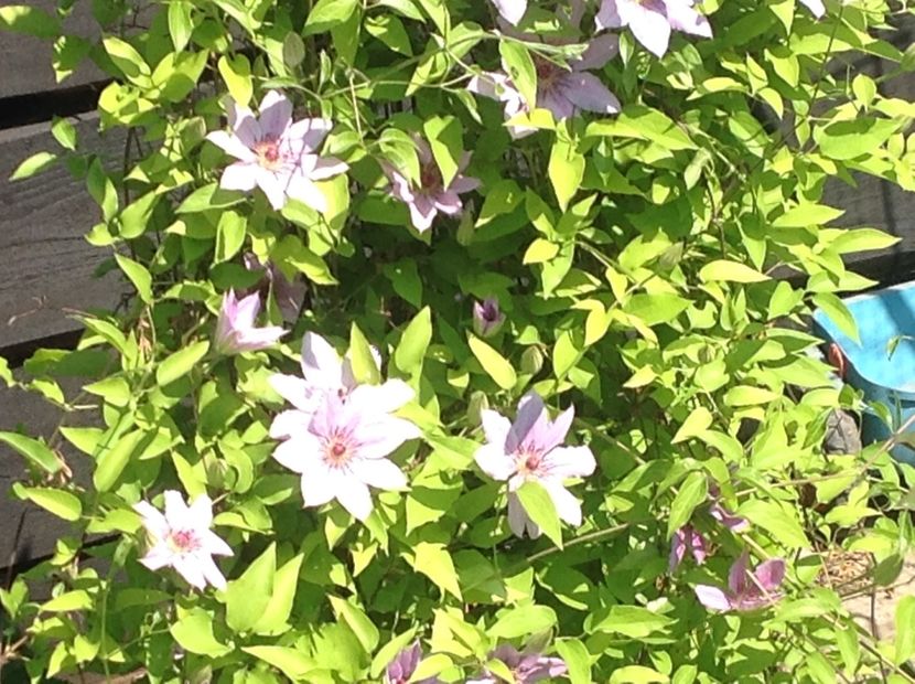  - Clematis 2018