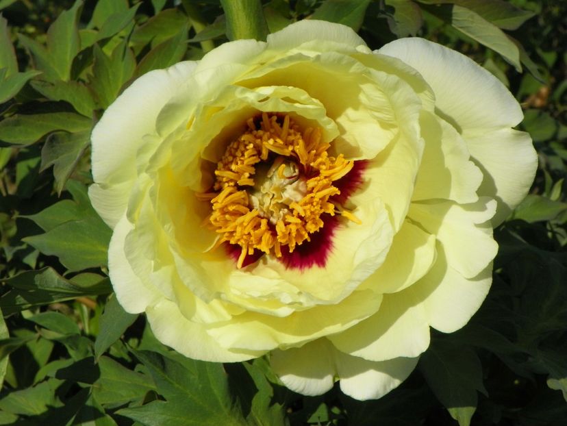 High Noon - Irisi si bujori 2018