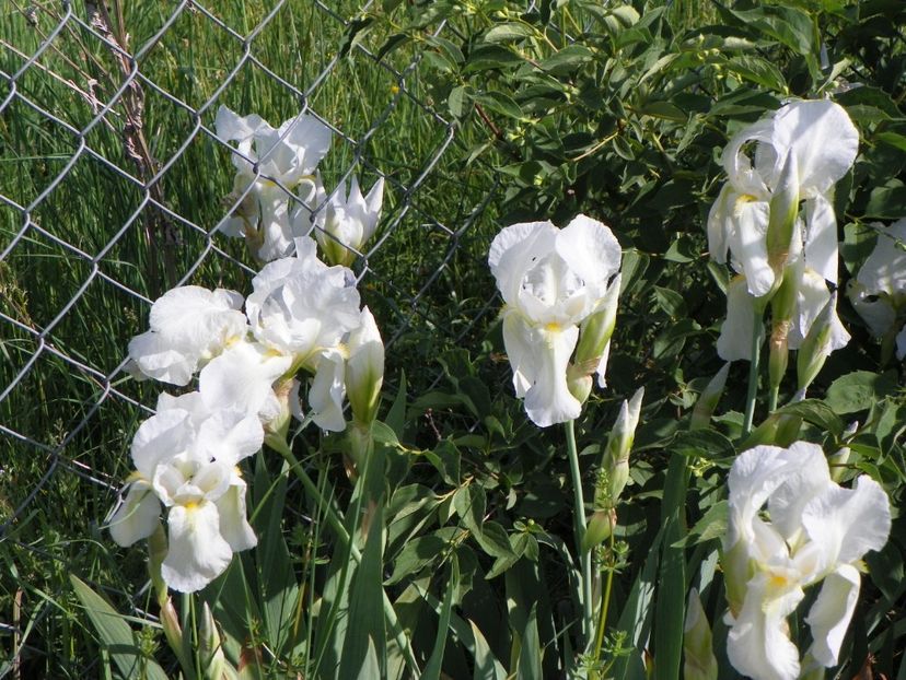 iris florentina - Irisi si bujori 2018