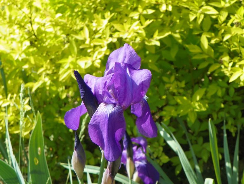 germanica - Irisi si bujori 2018