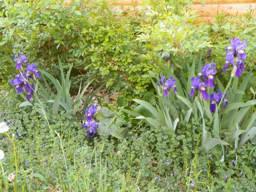 germanica - Irisi si bujori 2018