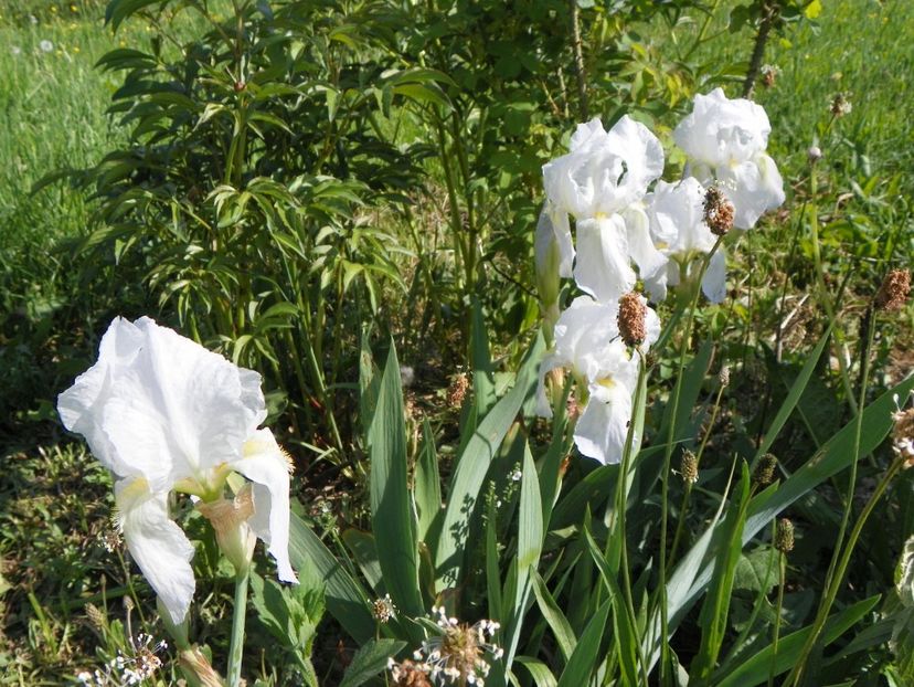 iris florentina - Irisi si bujori 2018