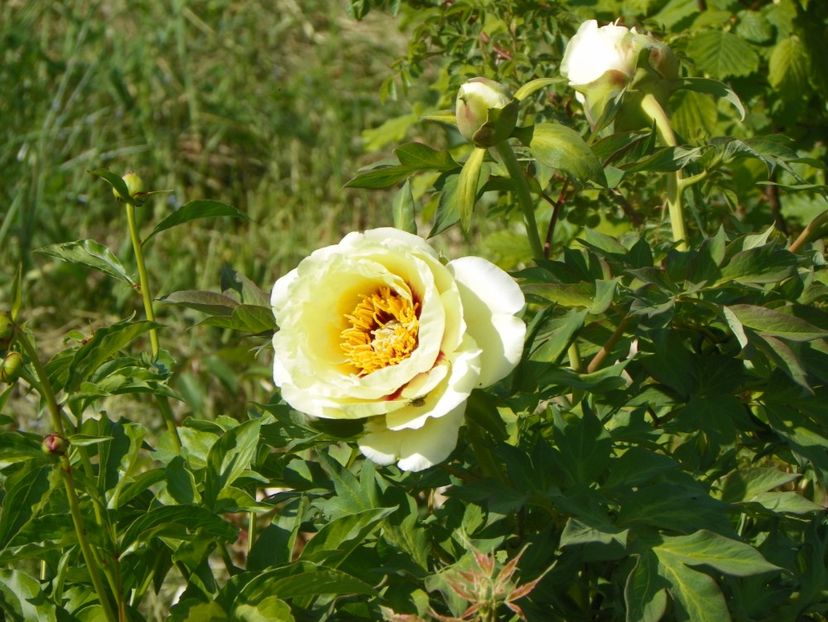 High Noon - Irisi si bujori 2018