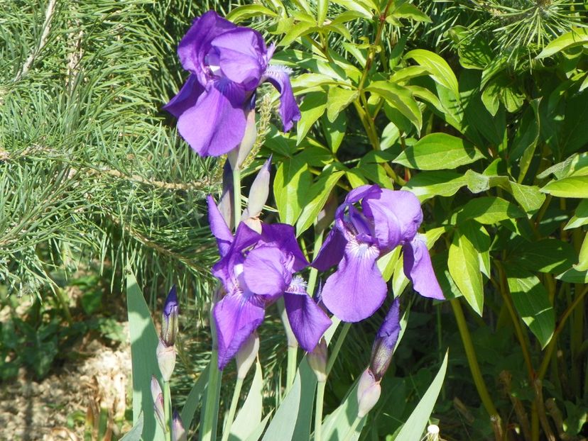 germanica - Irisi si bujori 2018