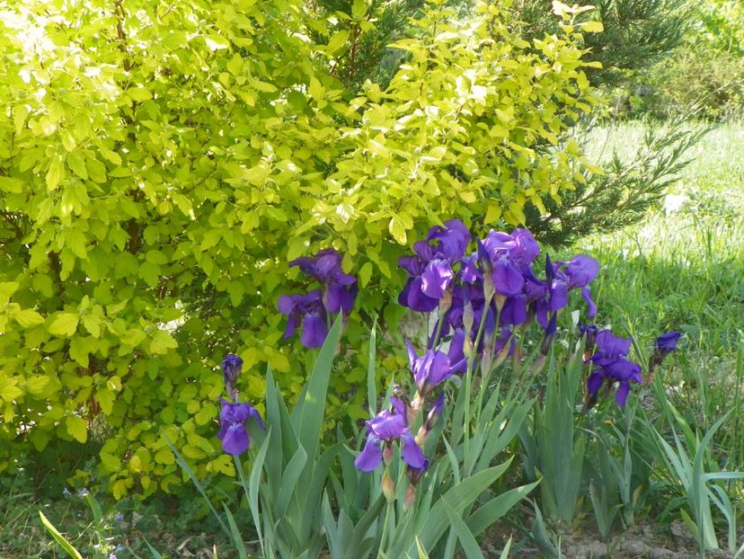 germanica - Irisi si bujori 2018