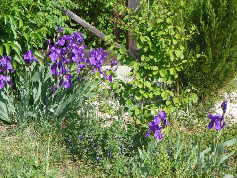 germanica - Irisi si bujori 2018