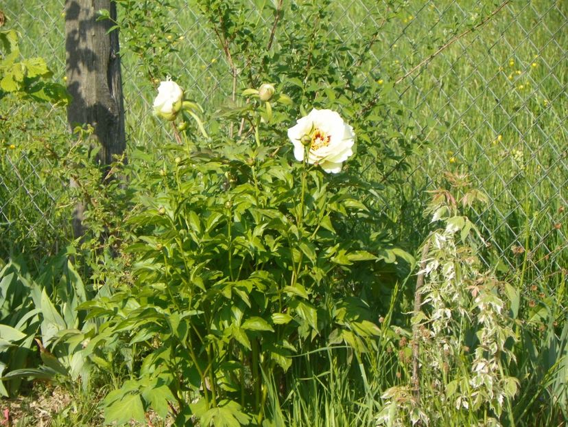 High Noon - Irisi si bujori 2018