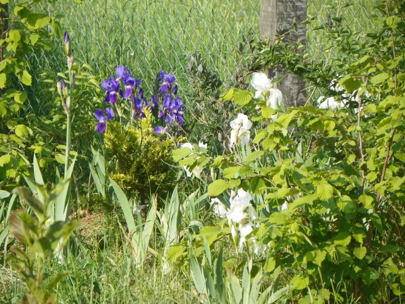 Lent A Williamson si florentina - Irisi si bujori 2018