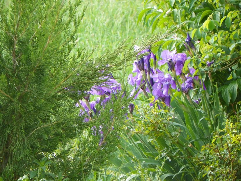 germanica - Irisi si bujori 2018