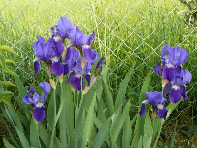 Lent A Williamson - Irisi si bujori 2018