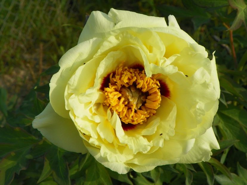 High Noon - Irisi si bujori 2018