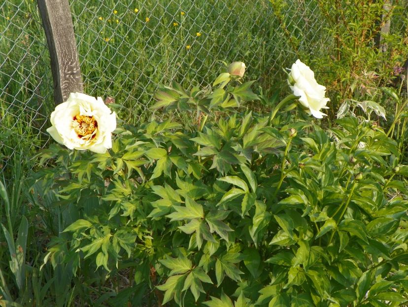 High Noon - Irisi si bujori 2018