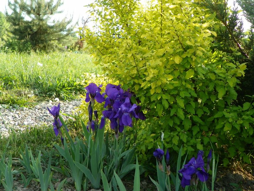 germanica - Irisi si bujori 2018