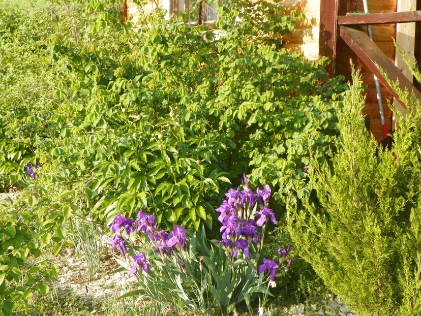 germanica - Irisi si bujori 2018