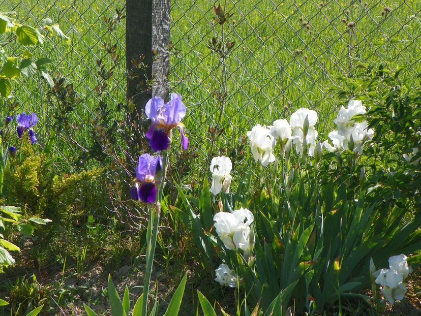 Lent A Williamson si florentina - Irisi si bujori 2018