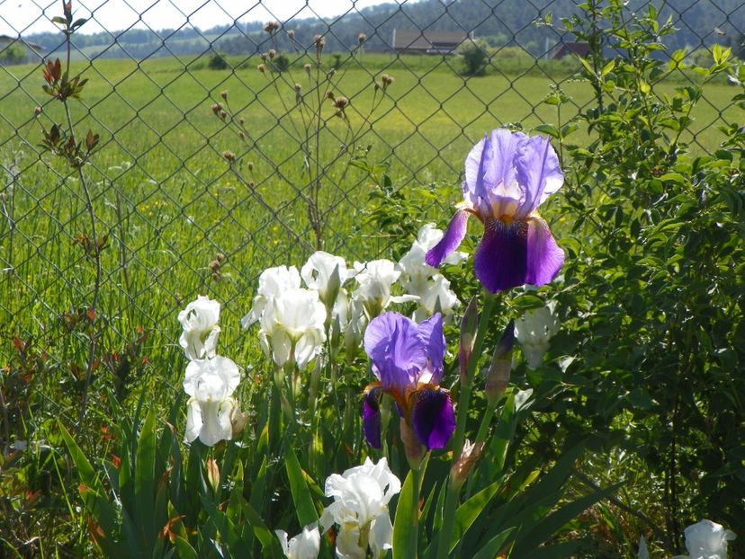Lent A Williamson si florentina - Irisi si bujori 2018