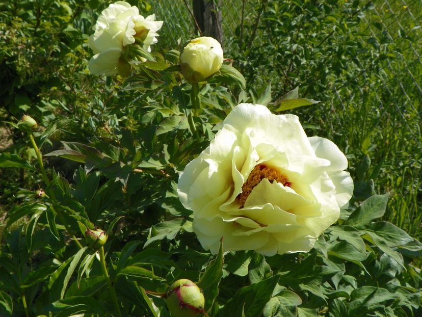 High Noon - Irisi si bujori 2018