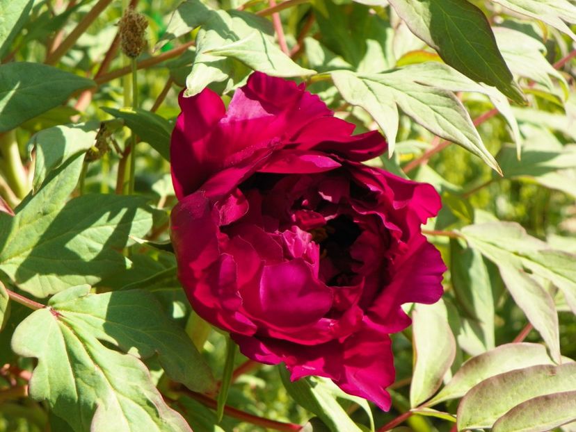 Guan Shi Mo Yu - Irisi si bujori 2018